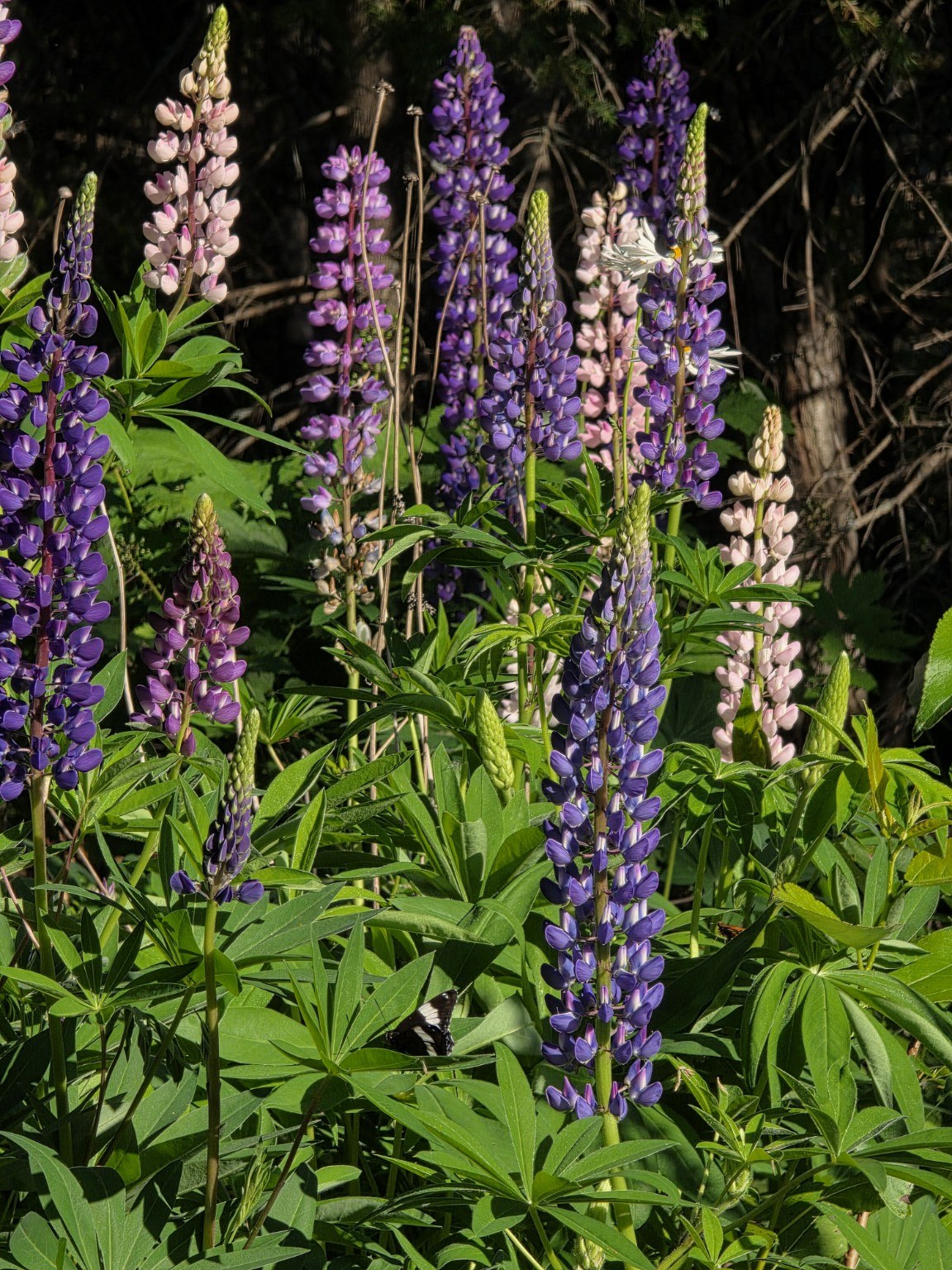 Purple and pink lupines in summer light